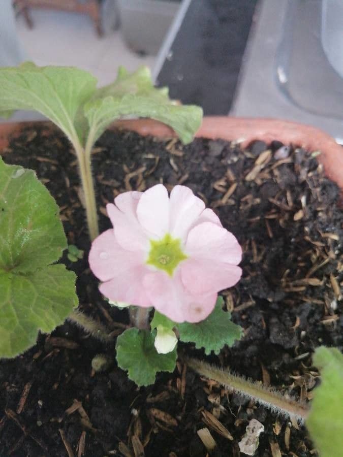 Primula hirsuta 9