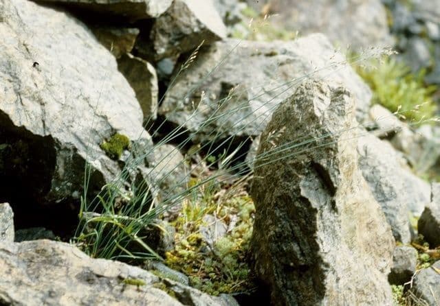 Blaugrüne Grannen-Rispengras 11