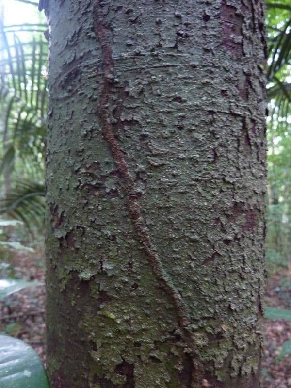 Licaria 2