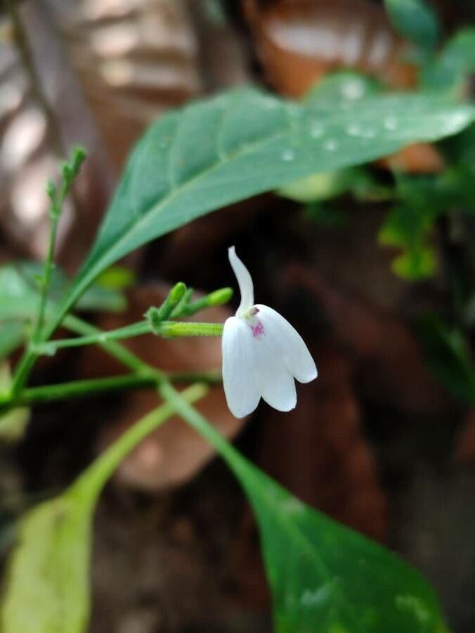 Rhinacanthus 2