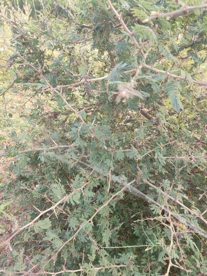 Acacia albida 11