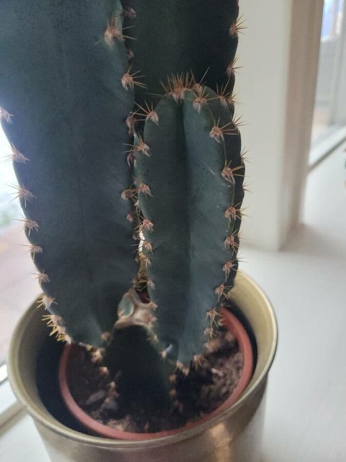 Cactus 28