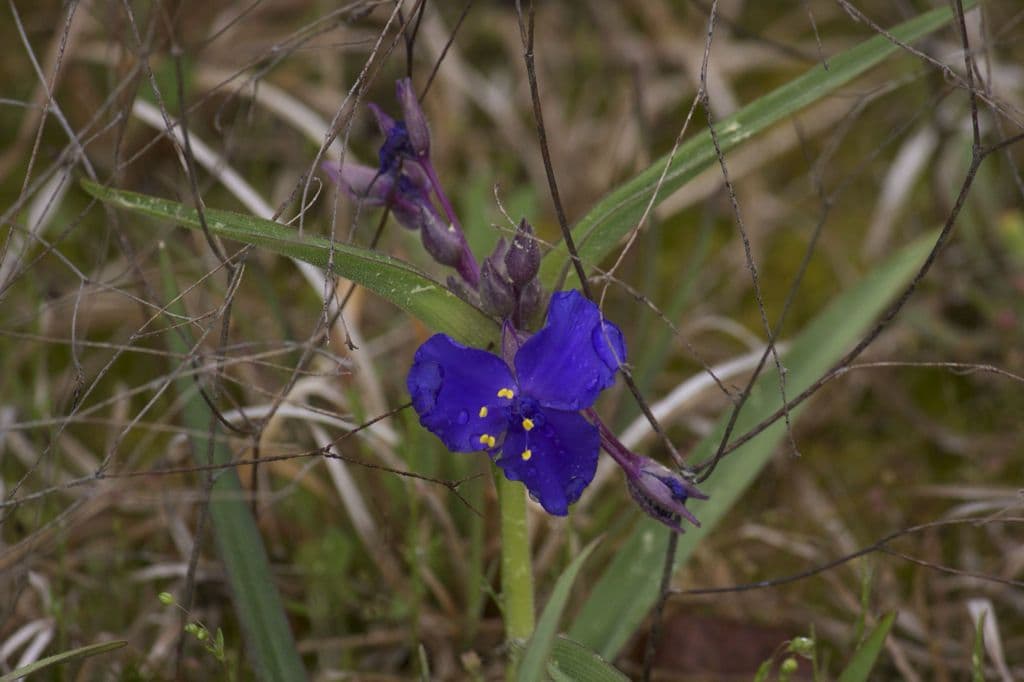V tradescantia 4