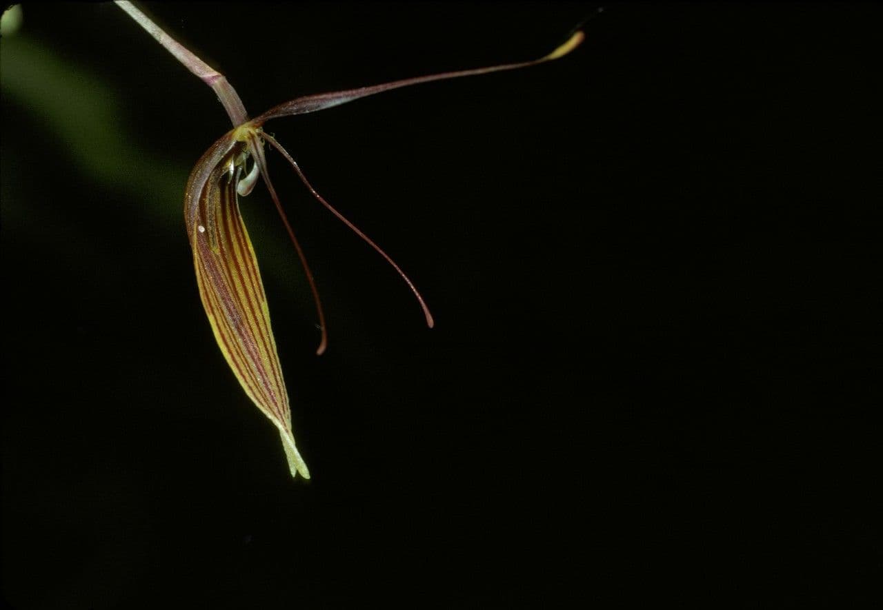 Restrepia 3