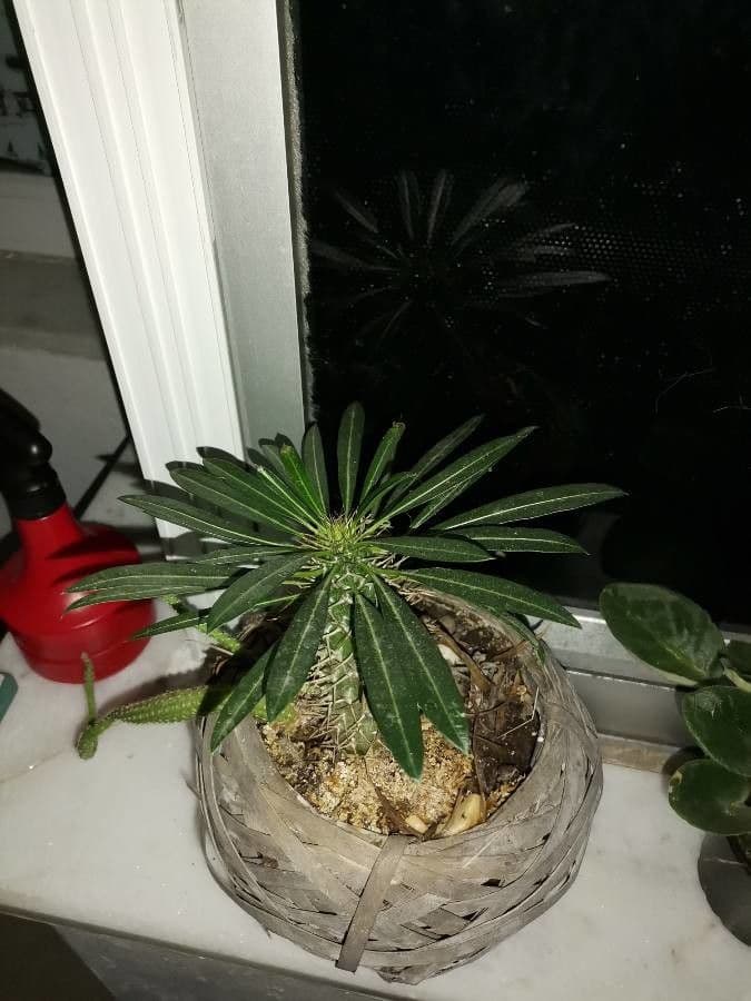Madagaskar-Palme 3
