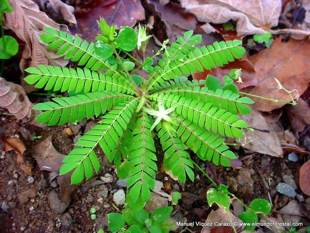Biophytum
