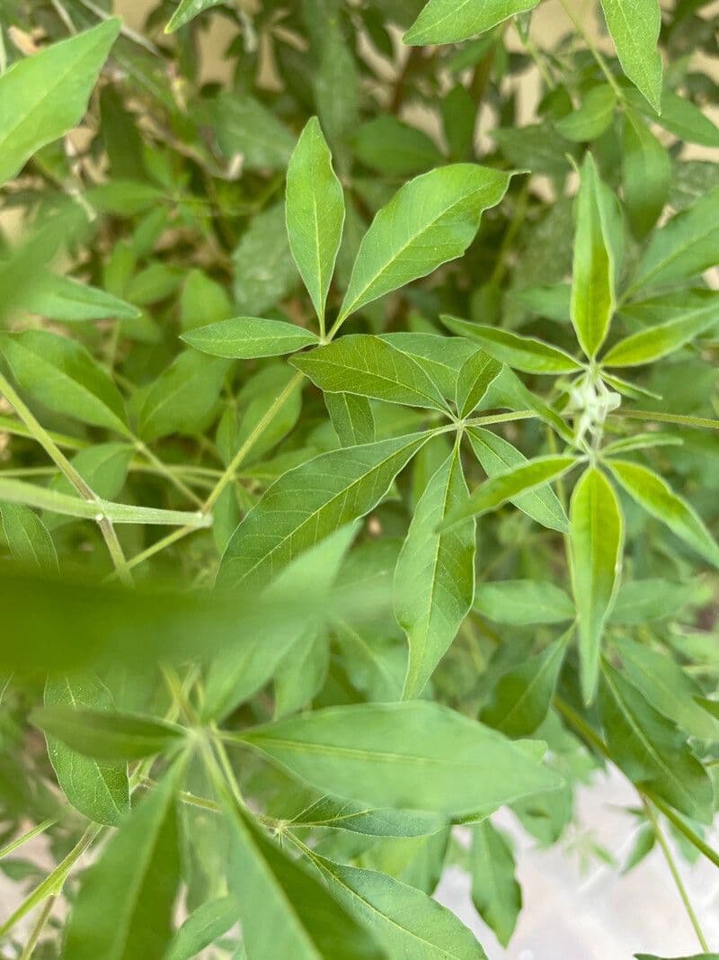 Vitex 17