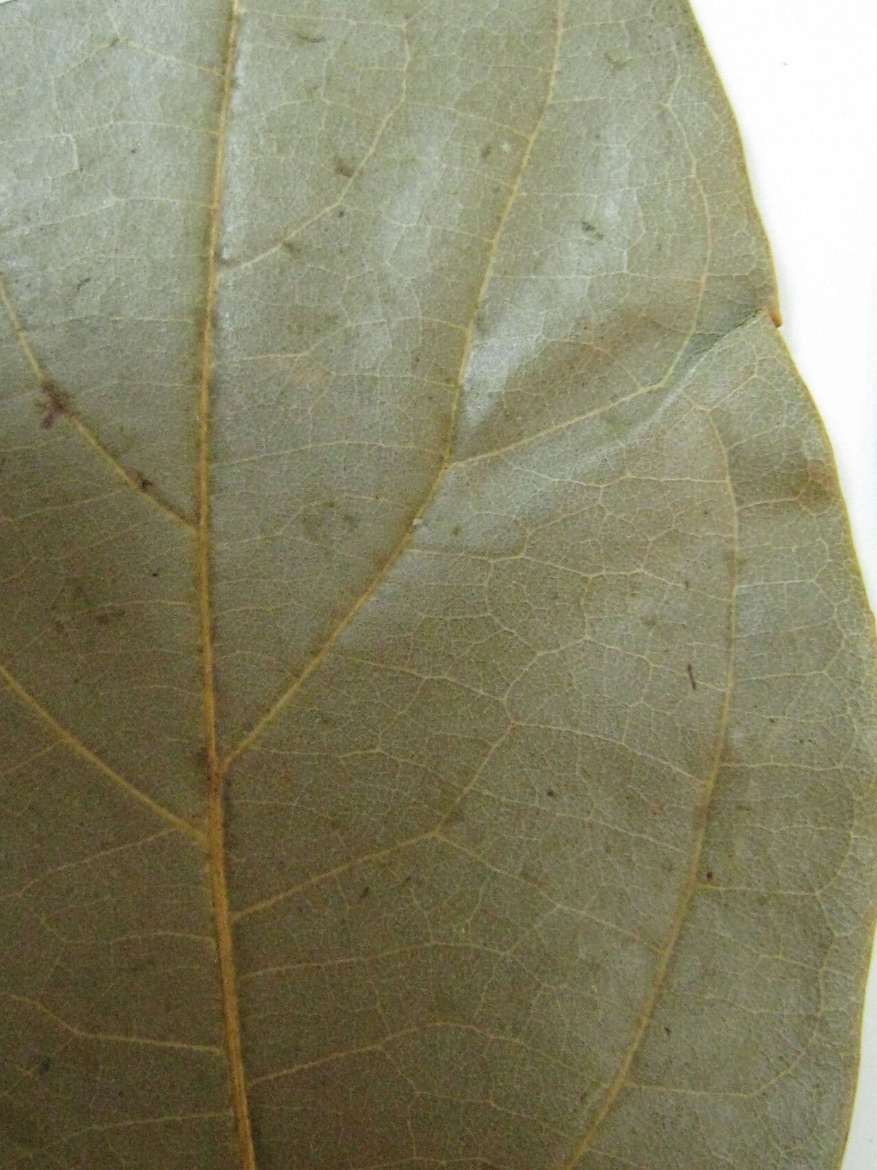 Ocotea 8