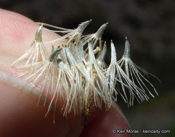 Bebbia juncea