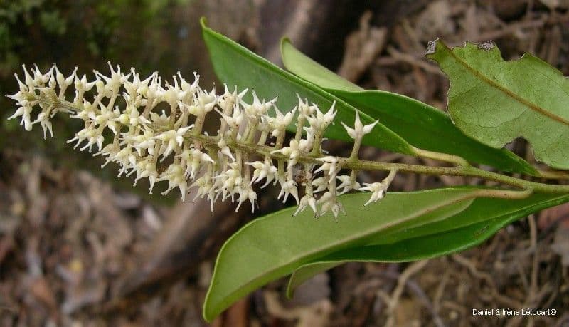 Citronella 3