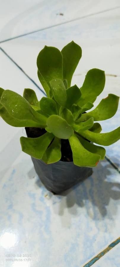 Aeonium ondulato 13