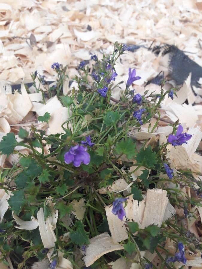 Campanilla adriática 7