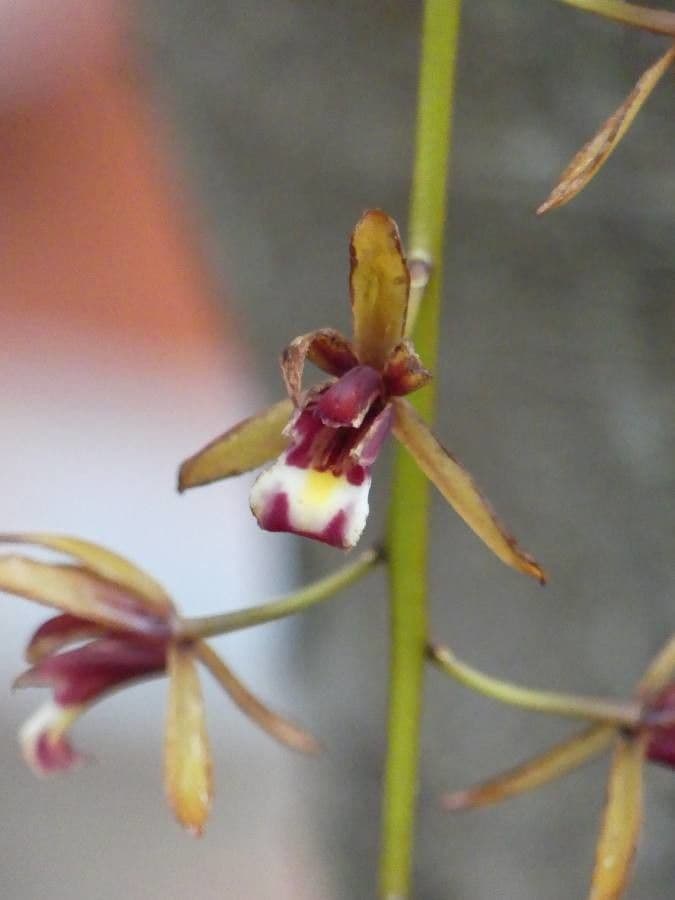 Dendrobium 2
