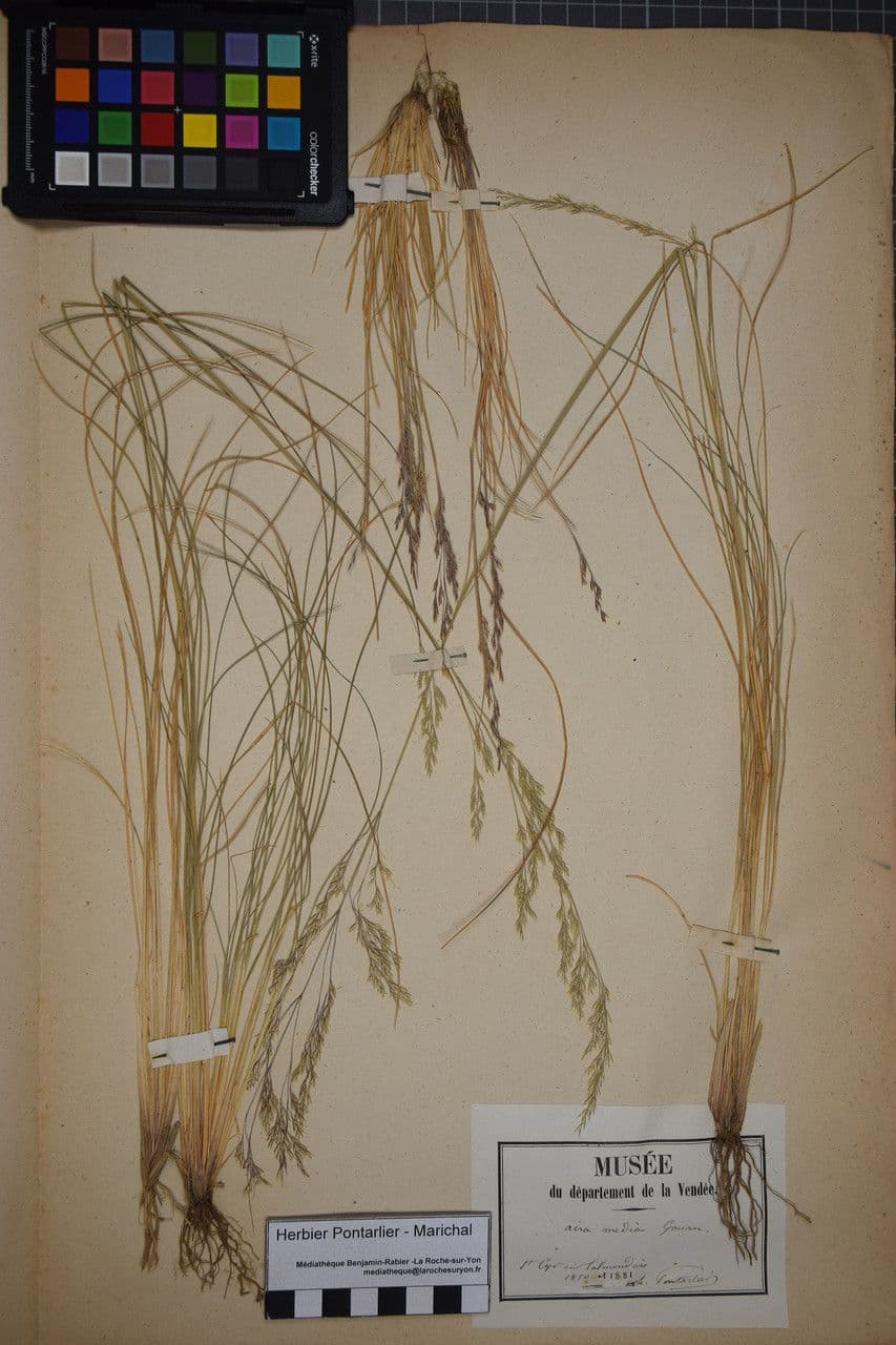 Deschampsia media 18