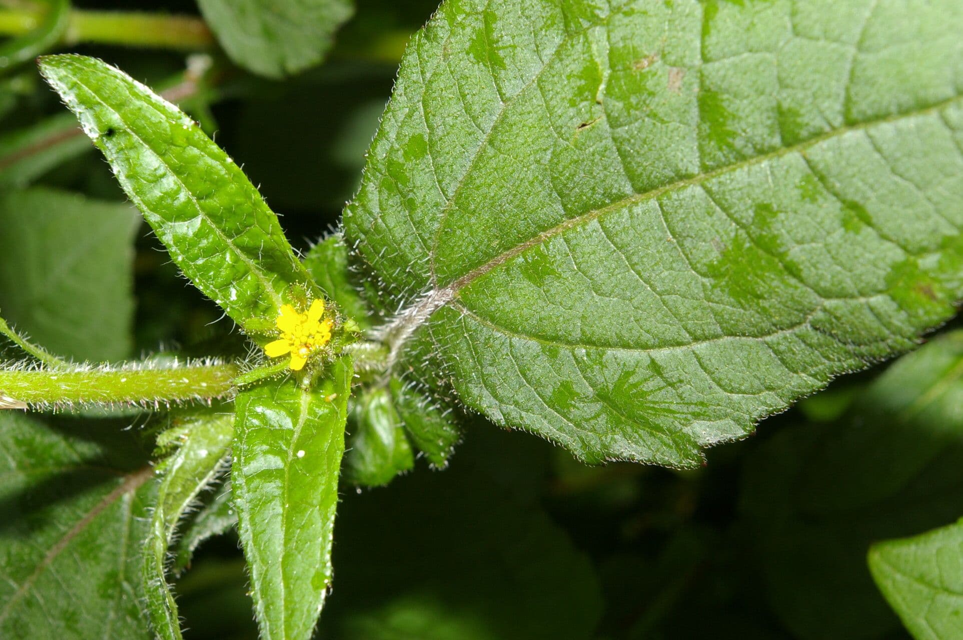 Sigesbeckia 3