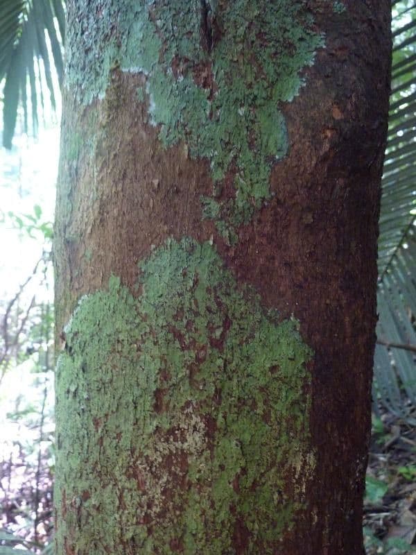 Richeria grandis 10