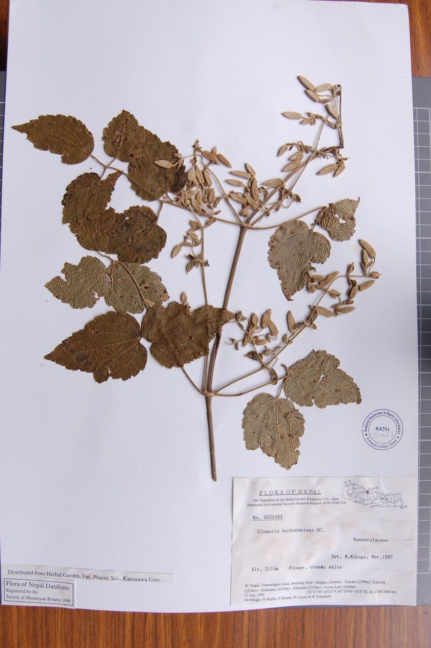 Clematis 9