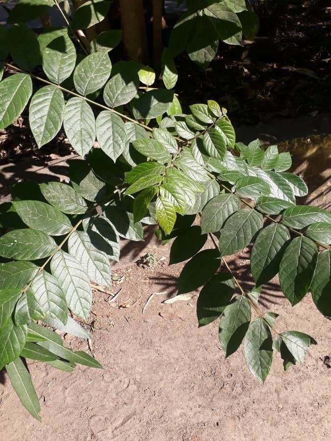Spathodea campanulata 17