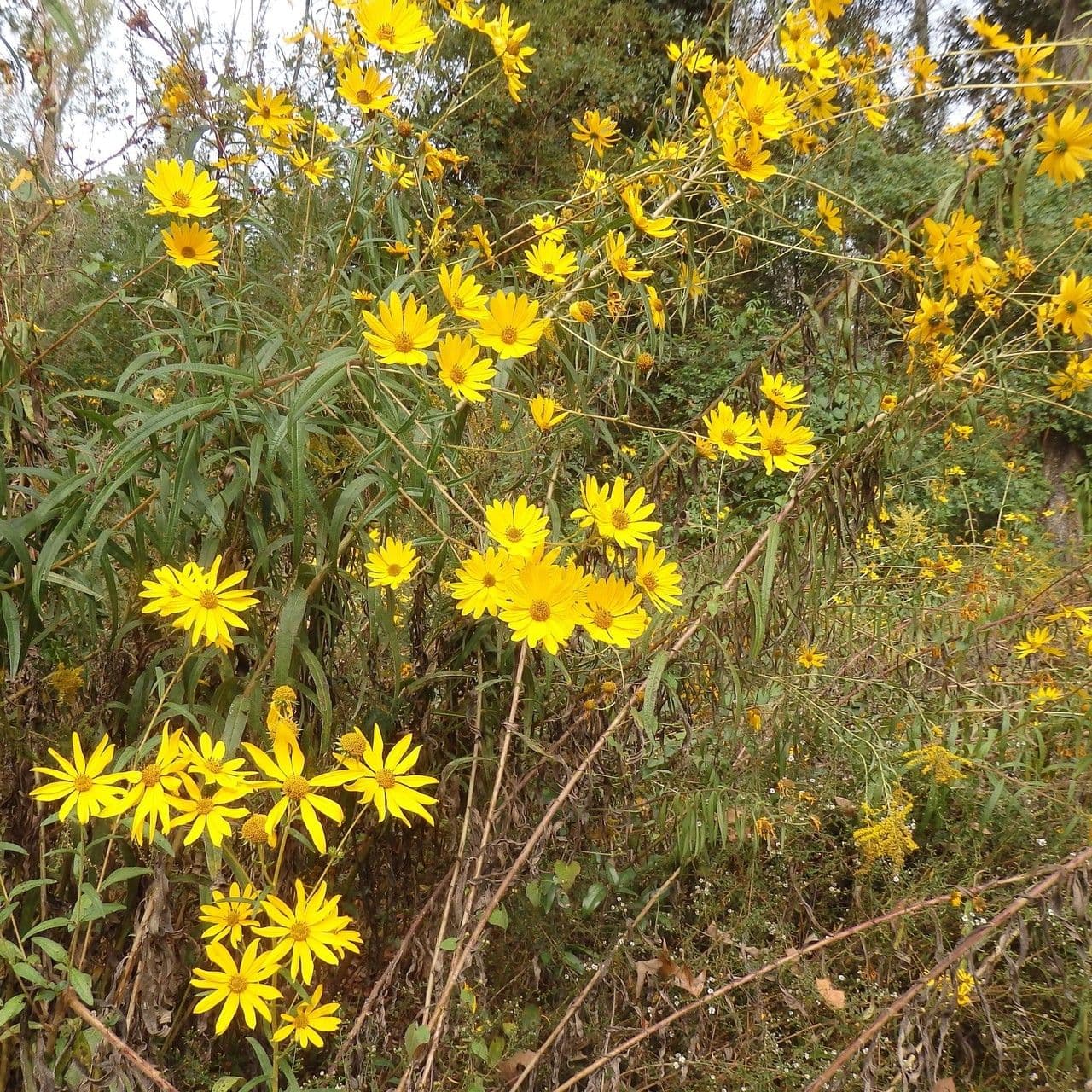 Schmalblättrige Sonnenblume 9