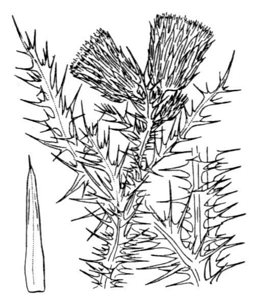 Pyrenäen-Distel 25
