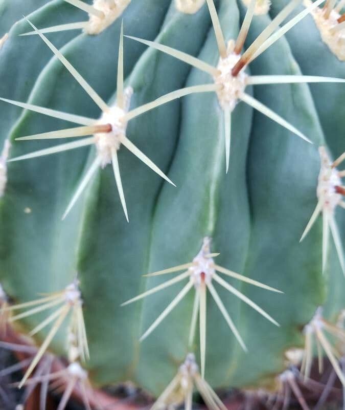 Ferocactus histrix 10