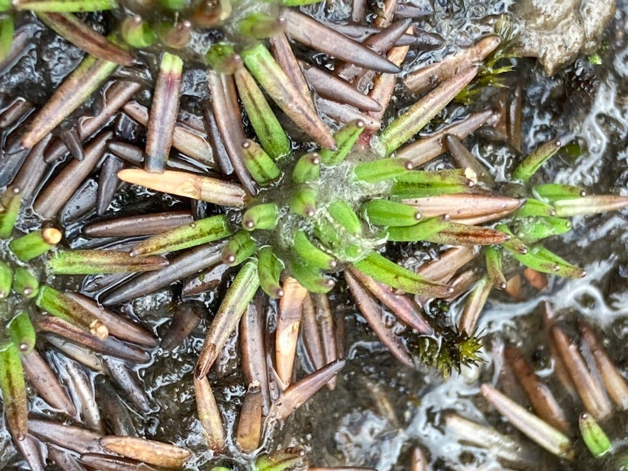 Xenophyllum 4