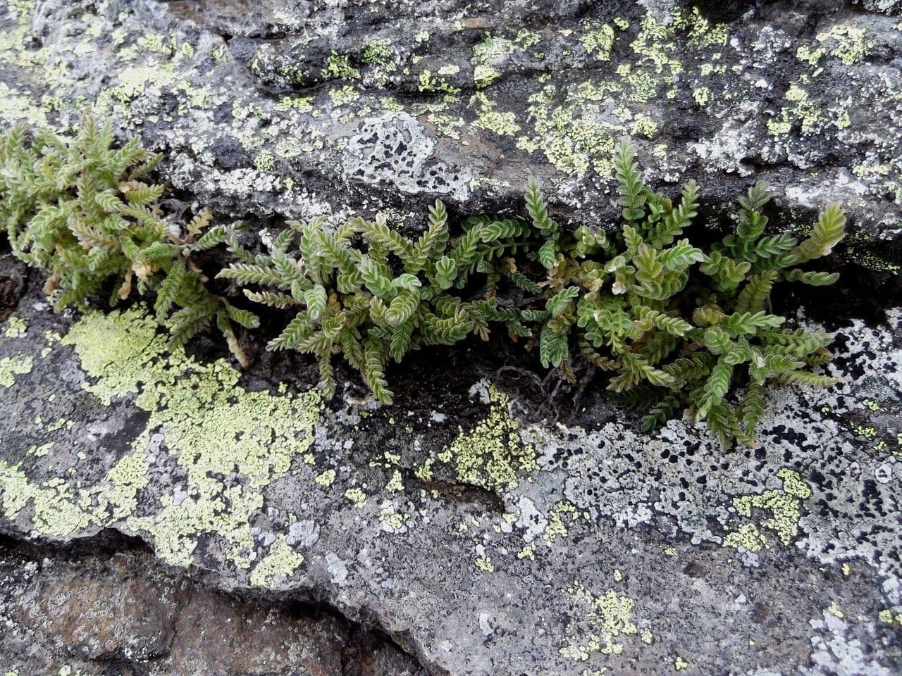 Polémone élégante 7