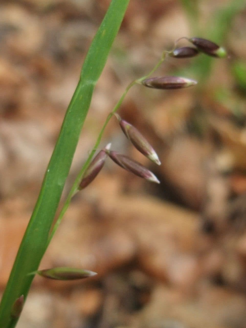 Erba perla pendula 6