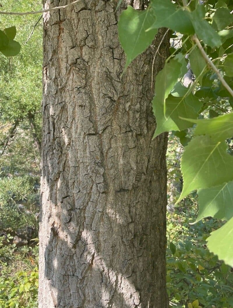 Pioppo deltoide 13