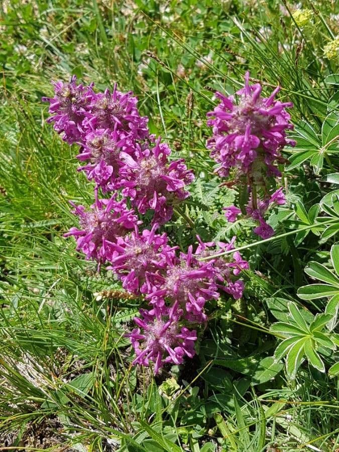 Pedicolare verticillata 6