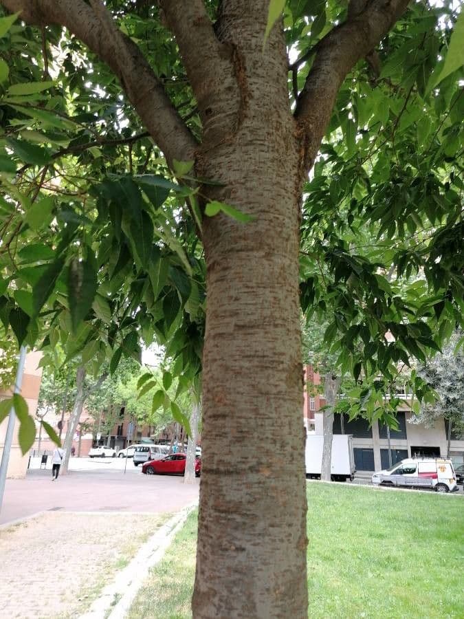 Zelkova 21