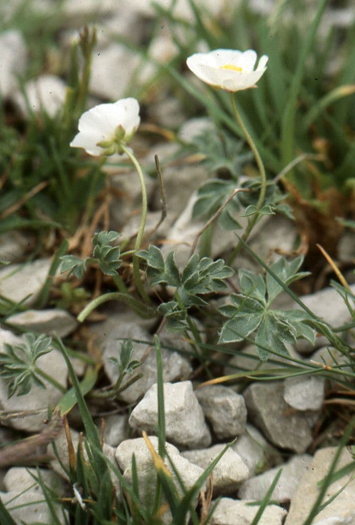Ranuncolo di Sguier 18