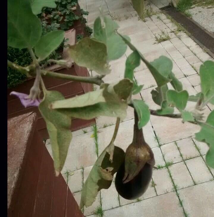 Melanzana 3