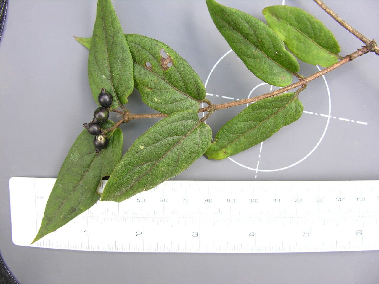 Caprifoglio acuminato 26