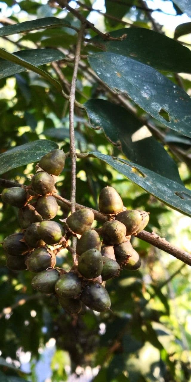 Lagerstroemia tomentosa
