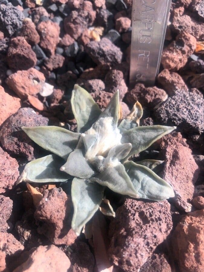 Ariocarpus retusus 3