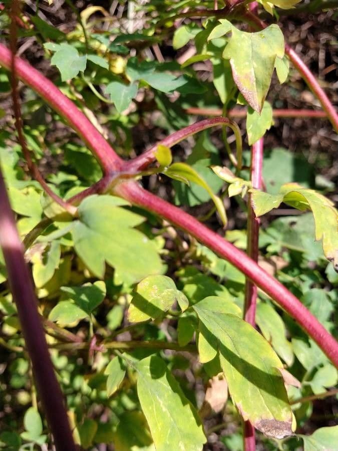 Clematis 21