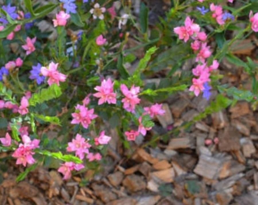 Boronia aserrada