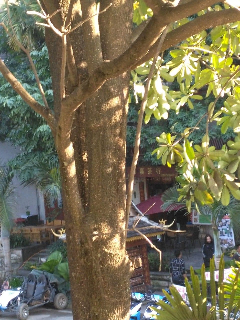 Alstonia 22