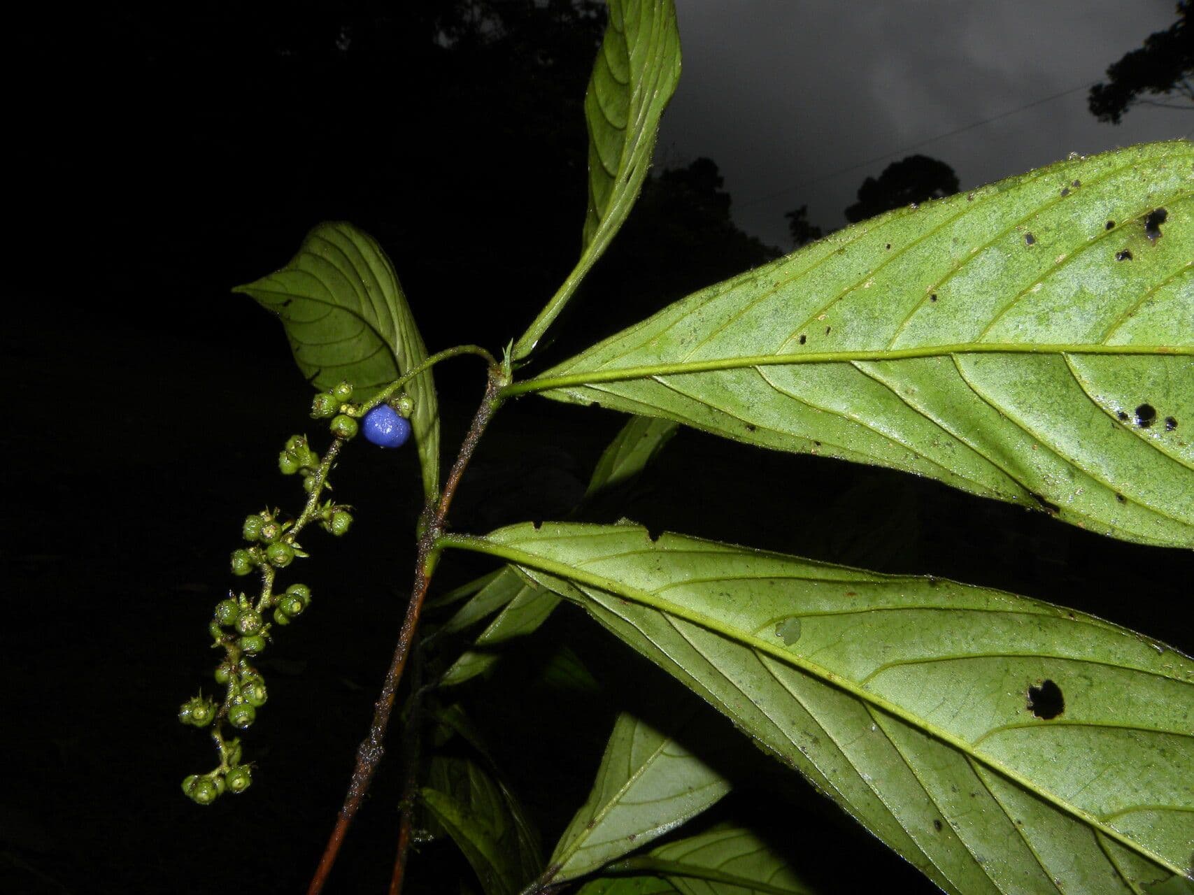 Bertiera 17