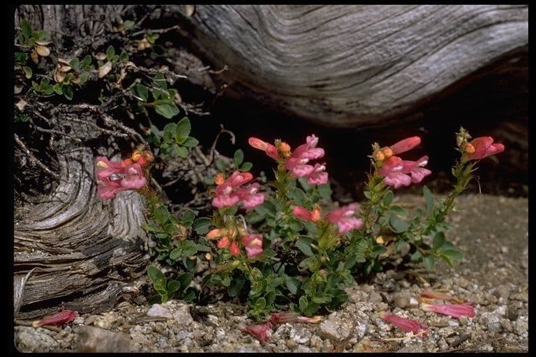 Penstemon newberryi 9