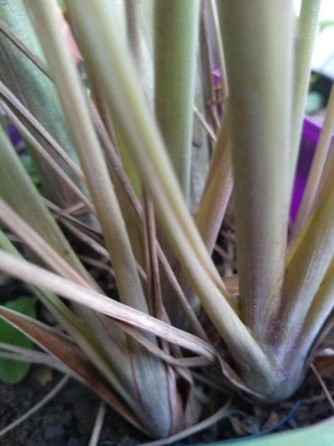 Citronella 18