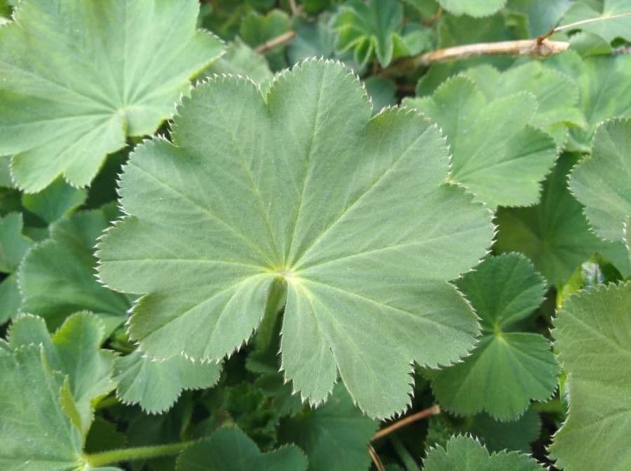 Alchemilla glabra 13
