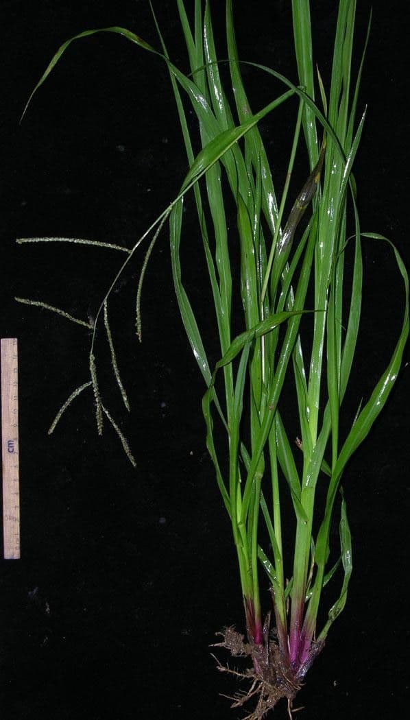 Paspalum plicatulum 24