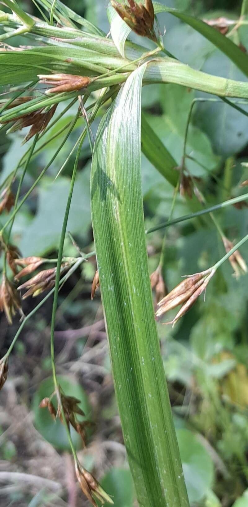 Rhynchospora corymbosa 9