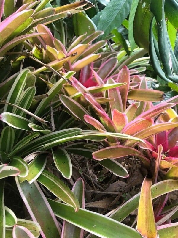 Billbergia 6