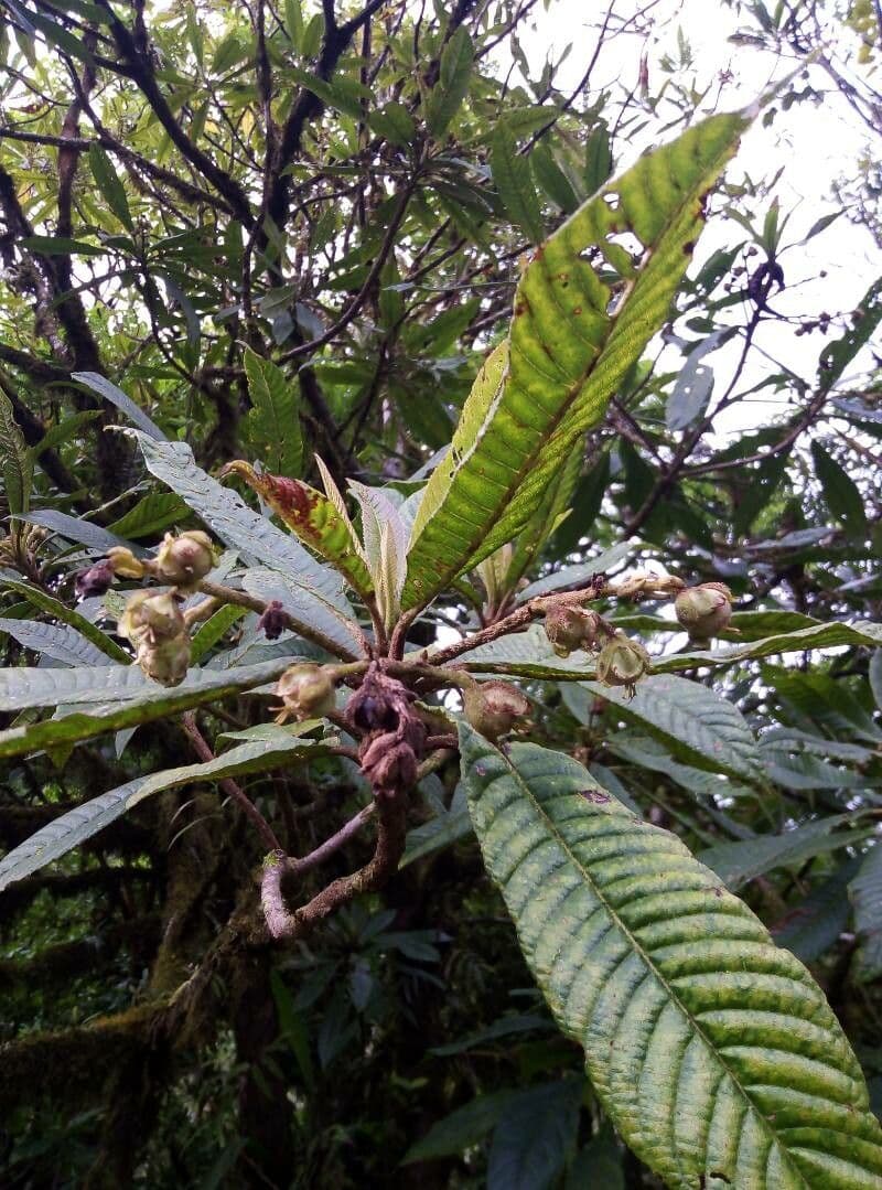 Saurauia 5