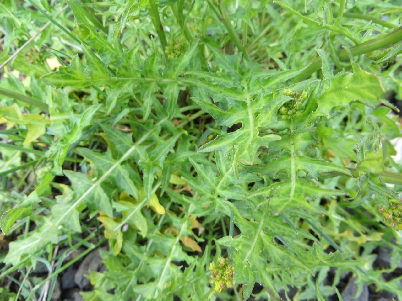 Erba perla d'Austria 20