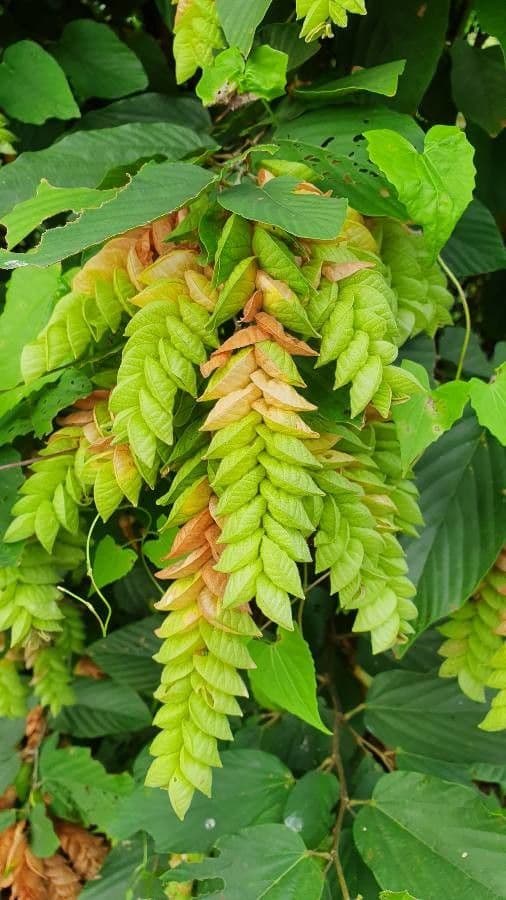 Flemingia strobilifera 7