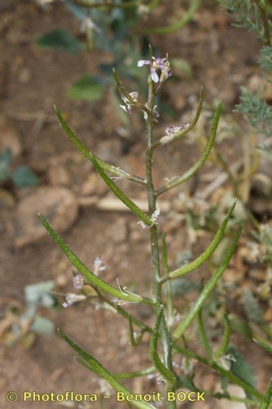 Chorispora 20